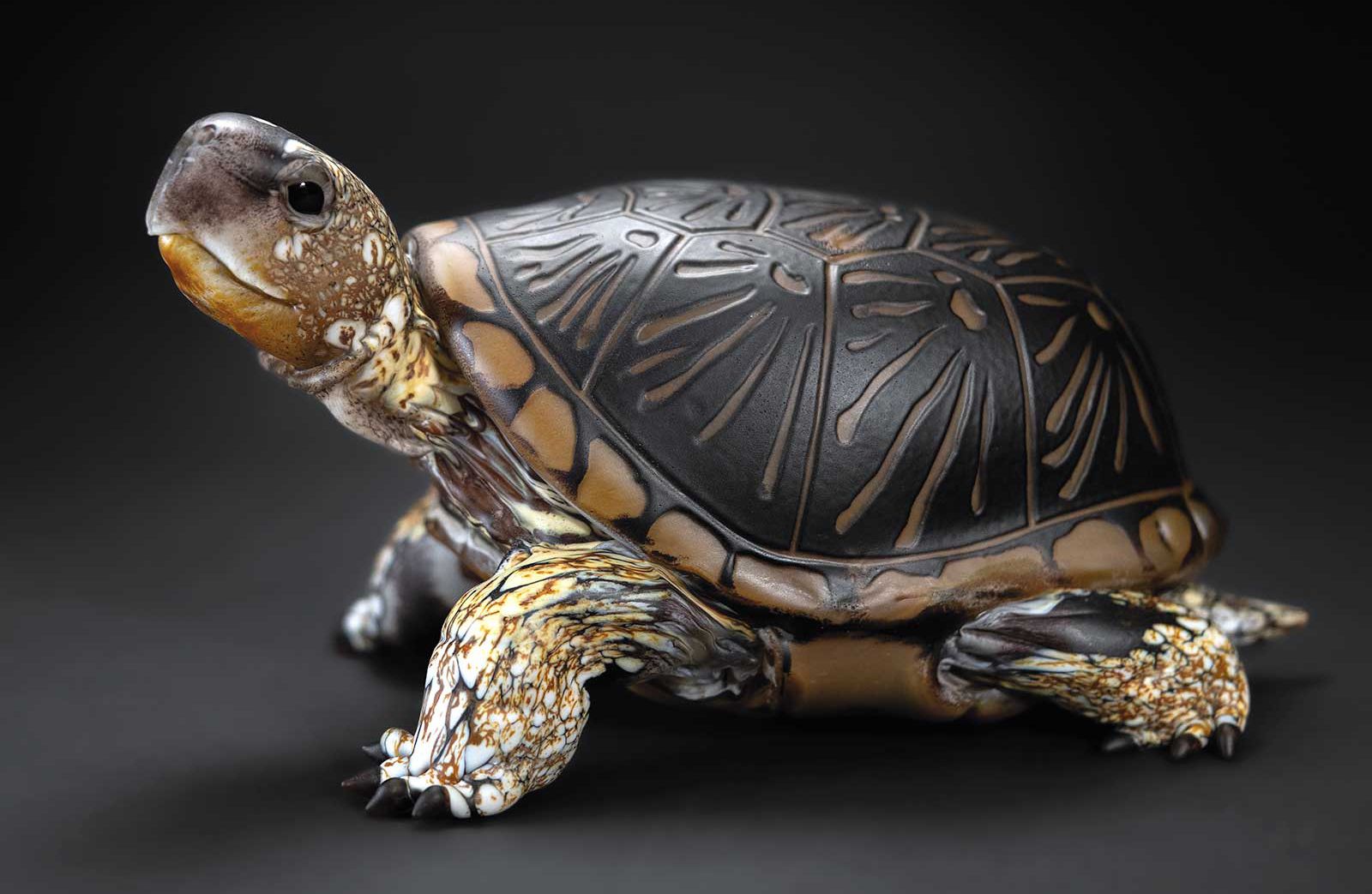 Inbread Turtle Interconnecting (Issue 236)